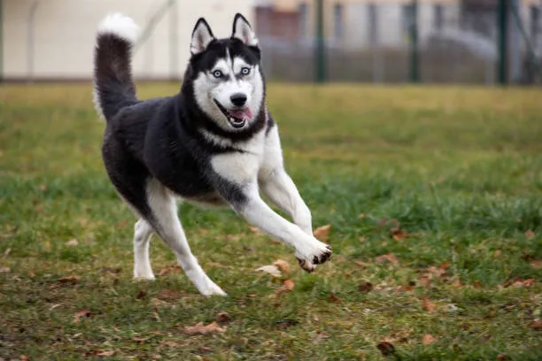 Lexington Dog Park Picture 3
