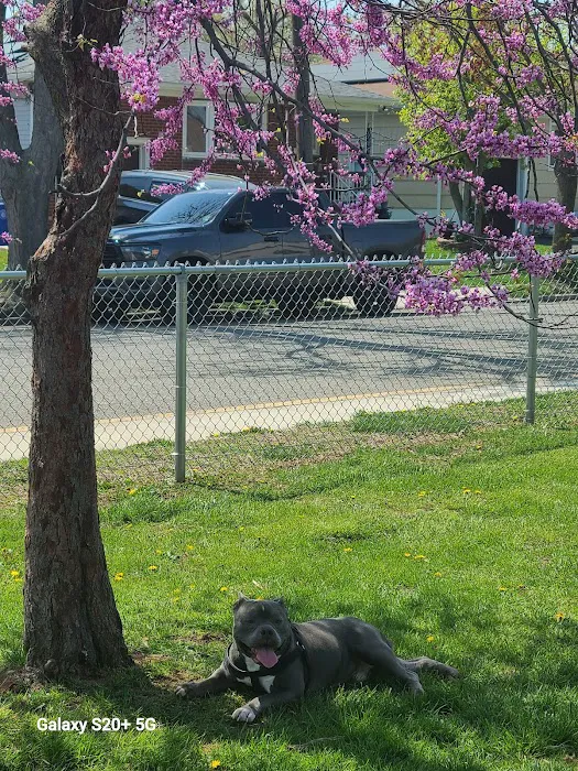 Lexington Dog Park Picture 8