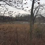 Lemon Creek Tidal Wetlands Area