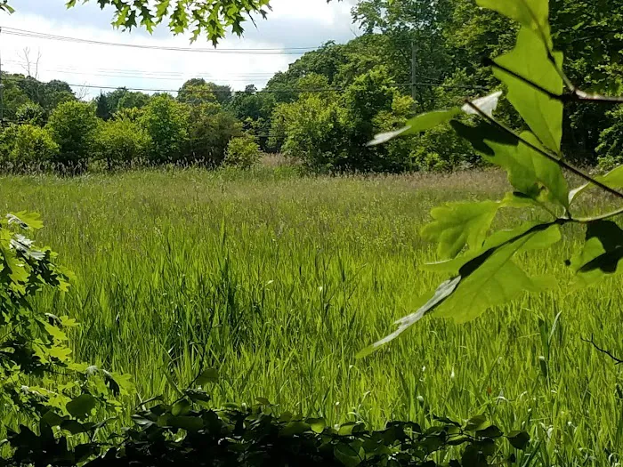 Lemon Creek Tidal Wetlands Area Picture 6
