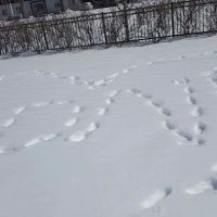 Rowley Park ico