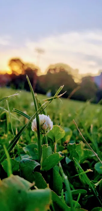 Oval Park Picture 6