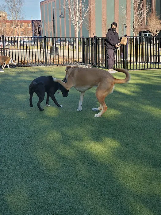 Marin Green Dog Park Picture 2