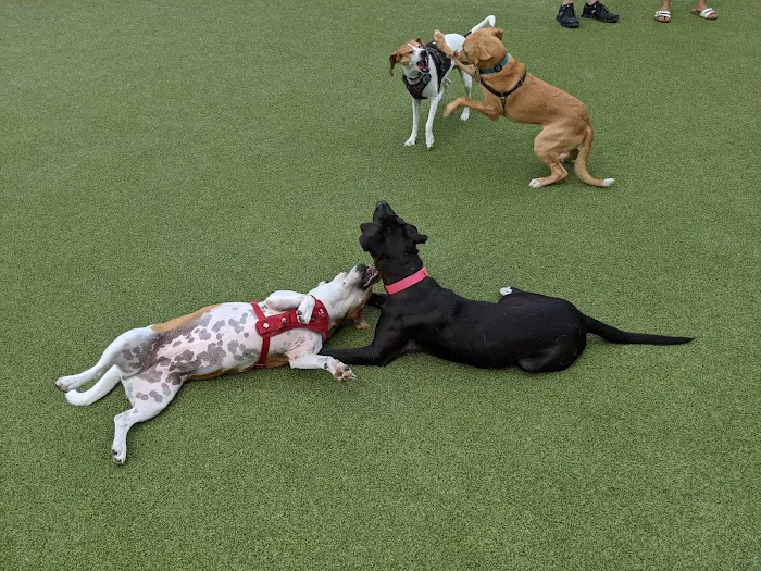Marin Green Dog Park Picture 4