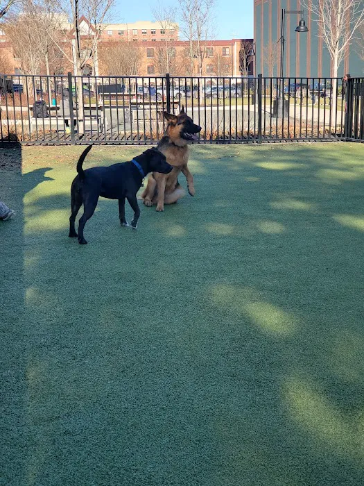 Marin Green Dog Park Picture 3