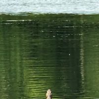 Lake Ames Park ico