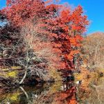 Foxs Lake Dam Park