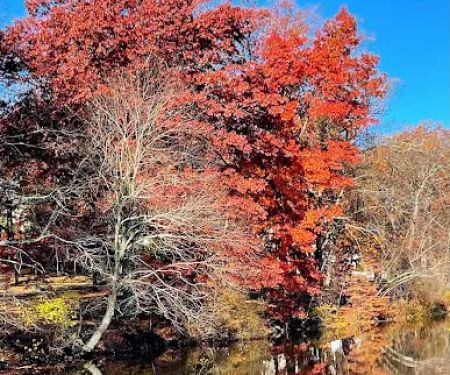 Foxs Lake Dam Park