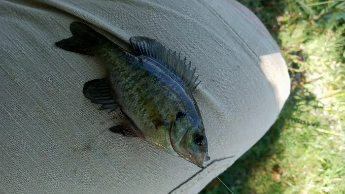 Foxs Lake Dam Park Picture 10