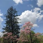 Old Short Hills Park