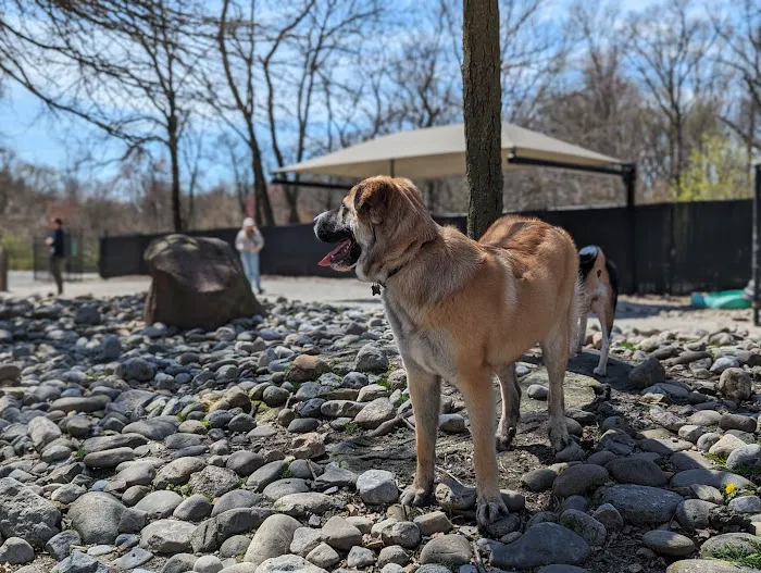 Large Dog Area Picture 4