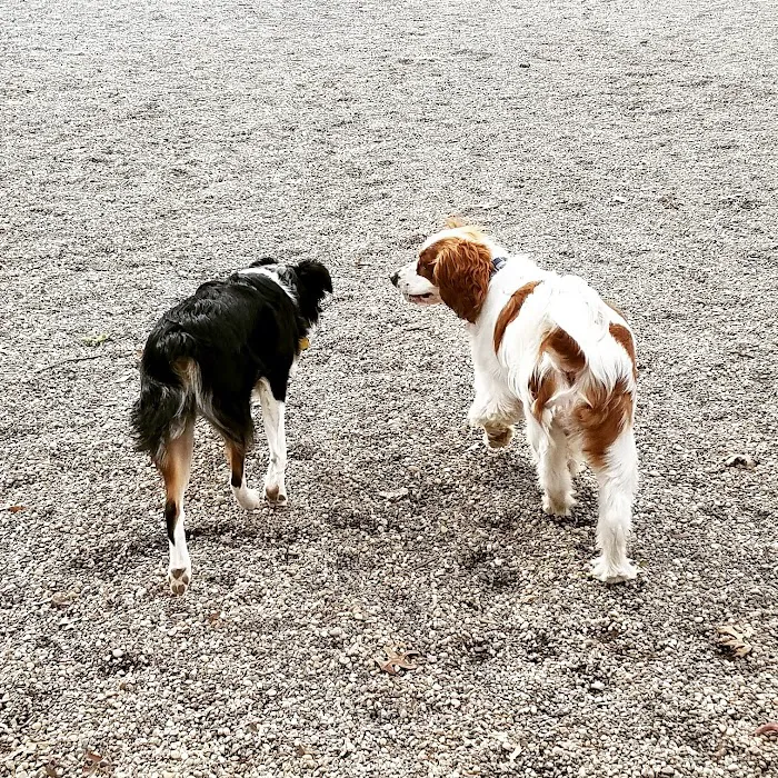 Large Dog Area Picture 6