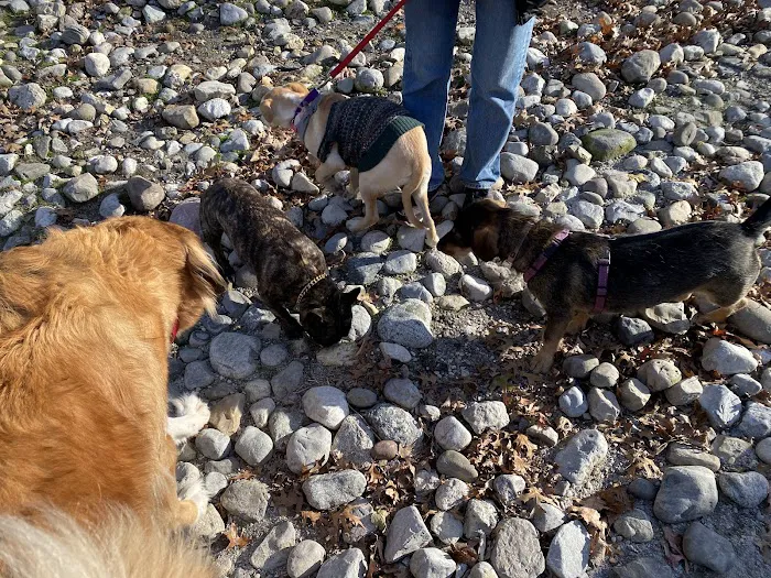 Large Dog Area Picture 8