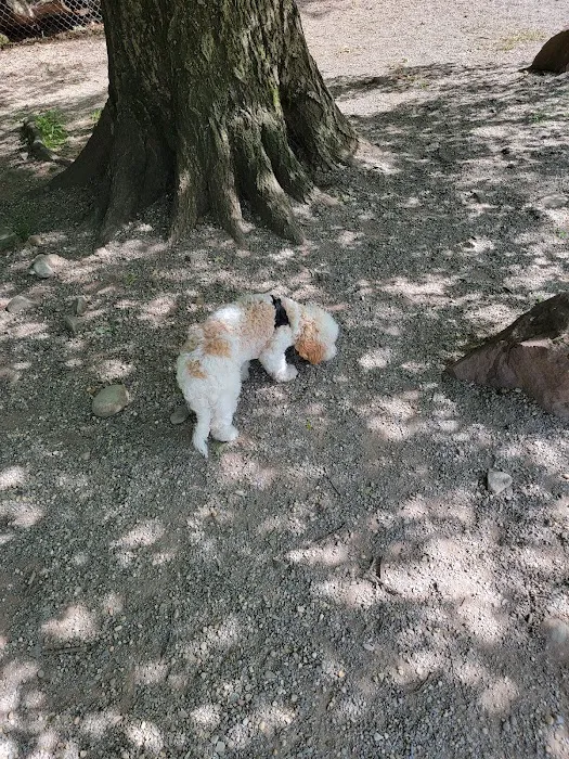 Large Dog Area Picture 10