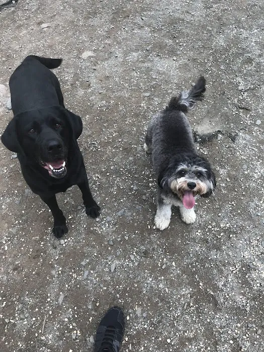 Large Dog Area Picture 2