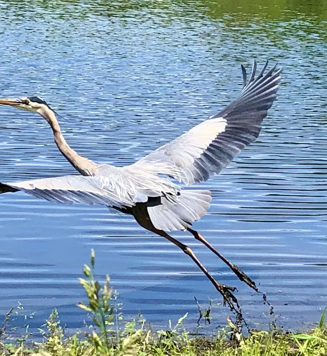 Kitchell Pond Picture 4