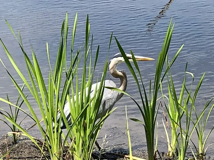 Kitchell Pond Picture 2