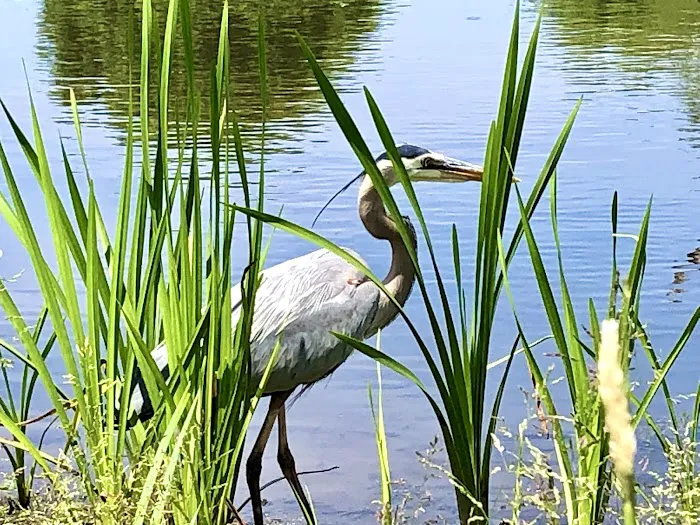 Kitchell Pond Picture 9