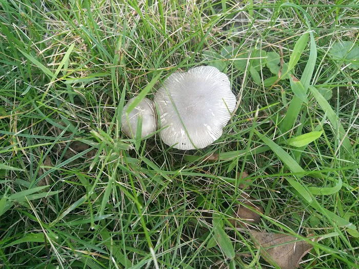 Giralda Farms Picture 10
