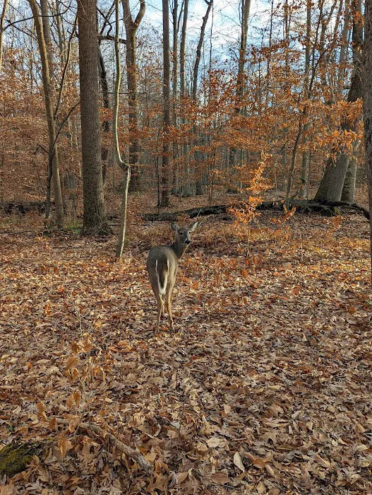 Loantaka Brook Park, Madison, NJ Picture 7