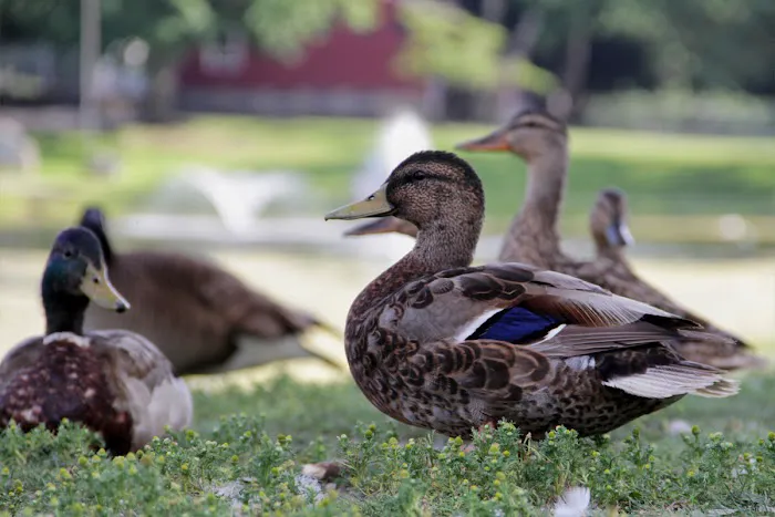Riverlight Park Picture 3