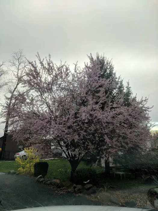 Green Street Park Picture 2
