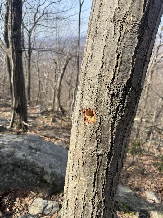 Fishkill Ridge Trail Picture 3