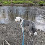Forest Beach at Hopewell Rec