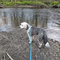Forest Beach at Hopewell Rec ico