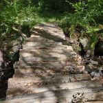 Cherry Grove Preserve