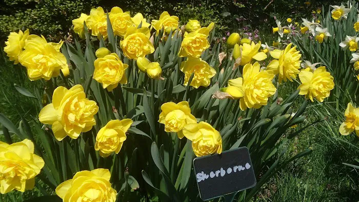 Colorblends House & Spring Garden Picture 1
