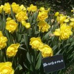 Colorblends House & Spring Garden