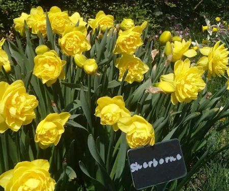 Colorblends House & Spring Garden