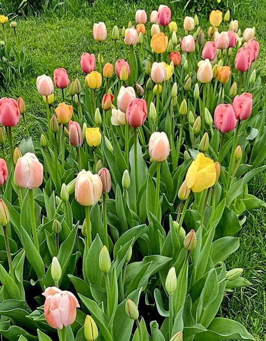 Colorblends House & Spring Garden Picture 6