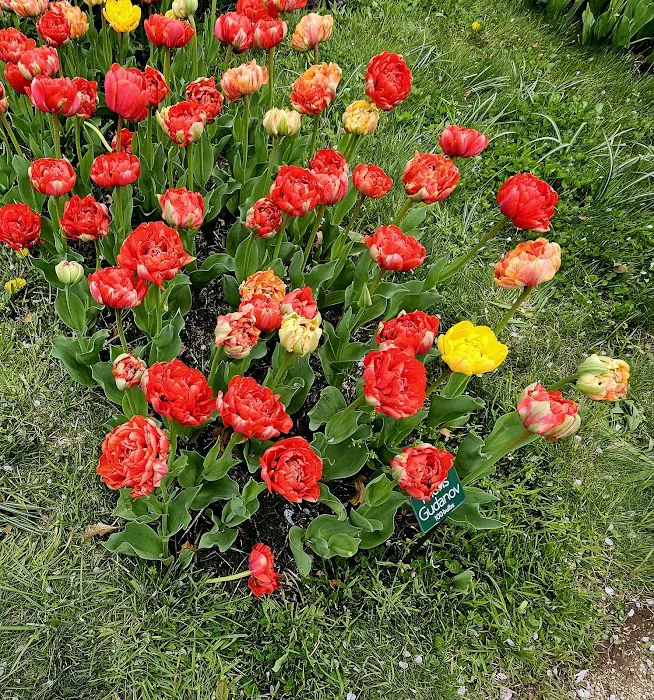 Colorblends House & Spring Garden Picture 7
