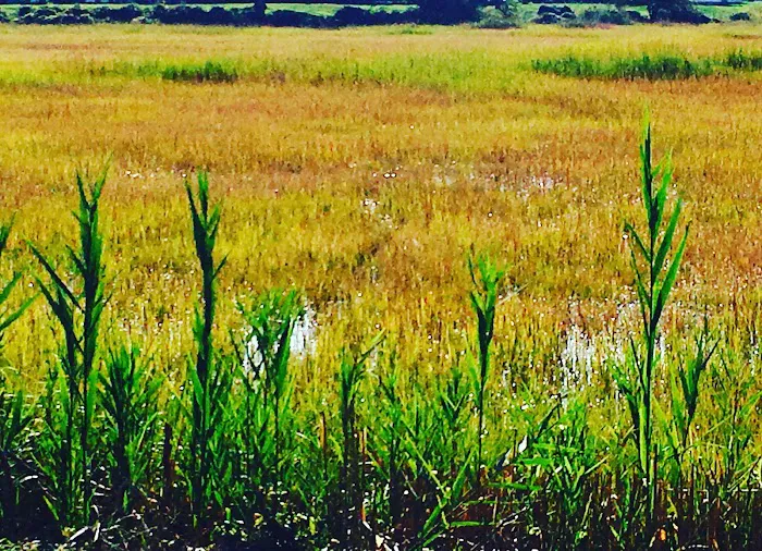 Salt Marsh Trail Picture 8