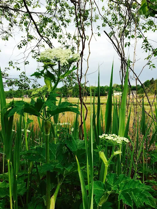 Salt Marsh Trail Picture 9