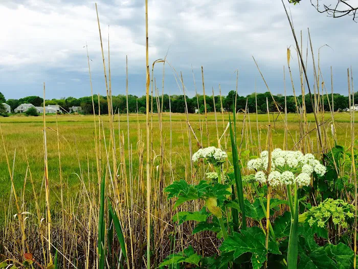 Salt Marsh Trail Picture 7