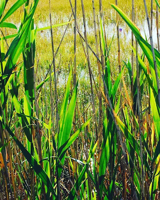 Salt Marsh Trail Picture 5