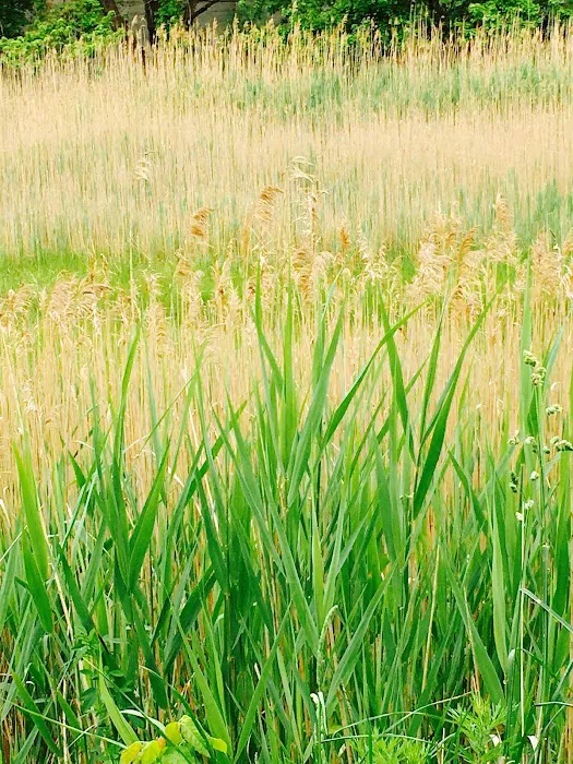 Salt Marsh Trail Picture 10