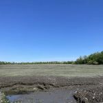 Pine Creek Recreation Plots