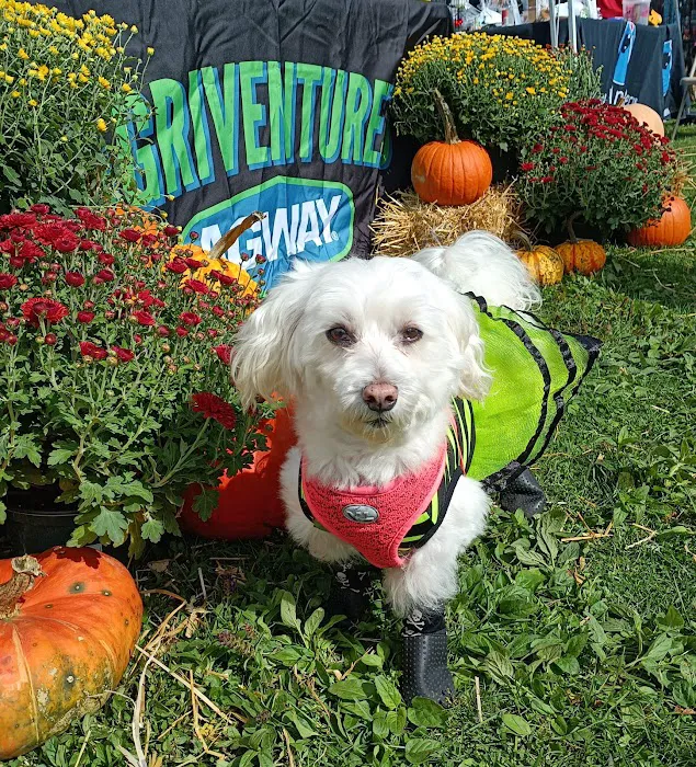 Danbury Dog Rock Picture 10