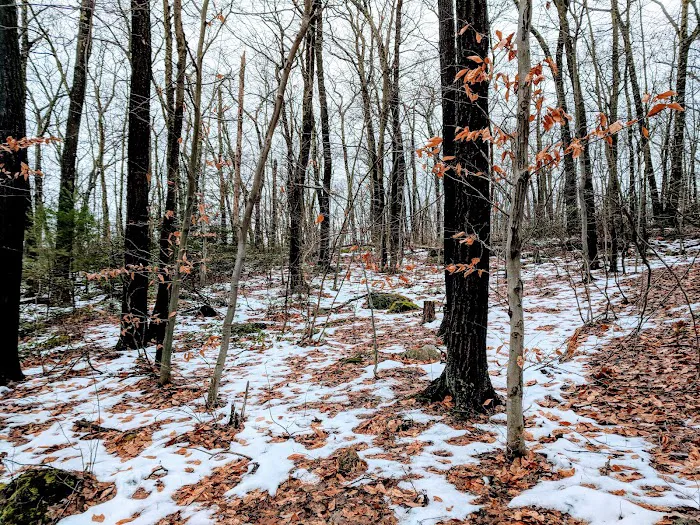Pootatuck State Forest Picture 10