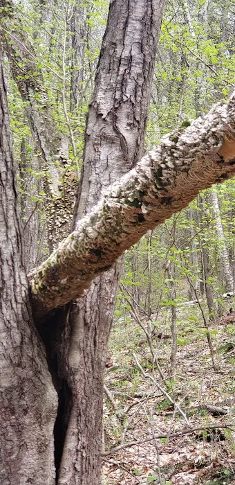 Appalachian Trail Picture 5