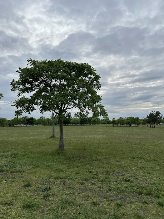 Terminal Field Picture 8