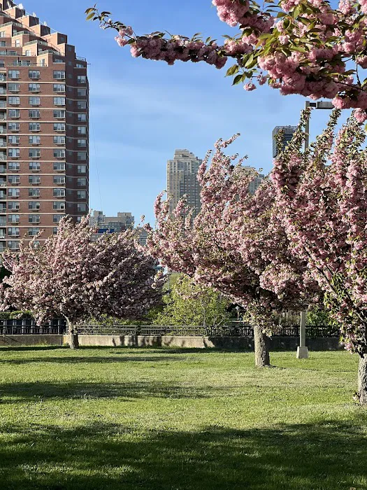 Cherry Tree Grove Picture 4