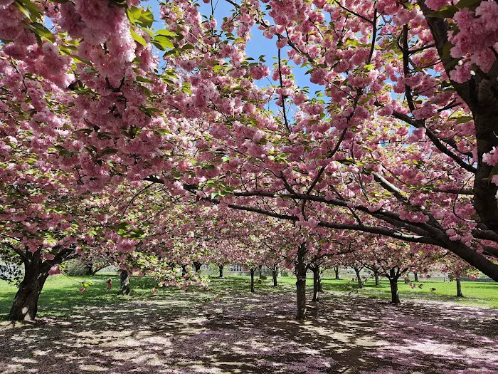 Cherry Tree Grove Picture 10