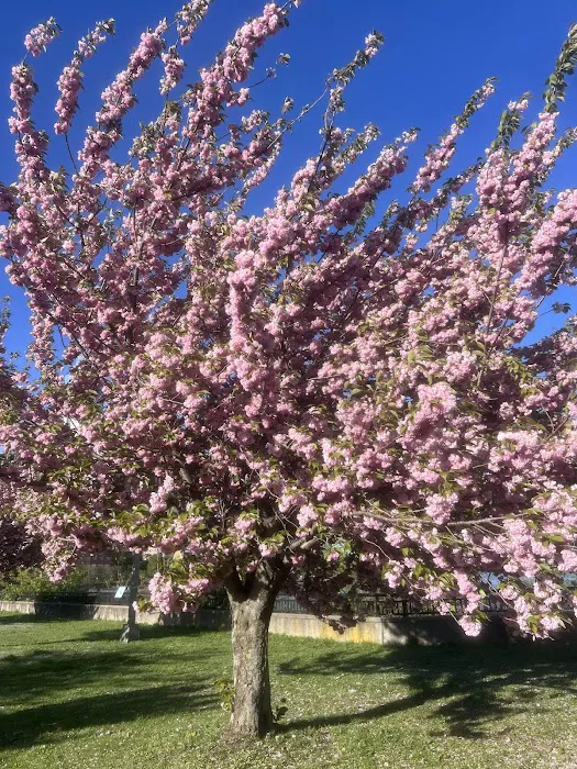 Cherry Tree Grove Picture 7