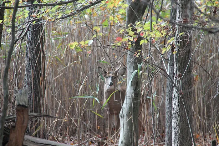 Long Pond Park Picture 7