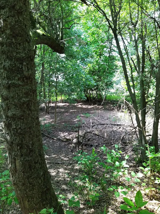 Michael S. Bezega Wetland Observation Area Picture 3